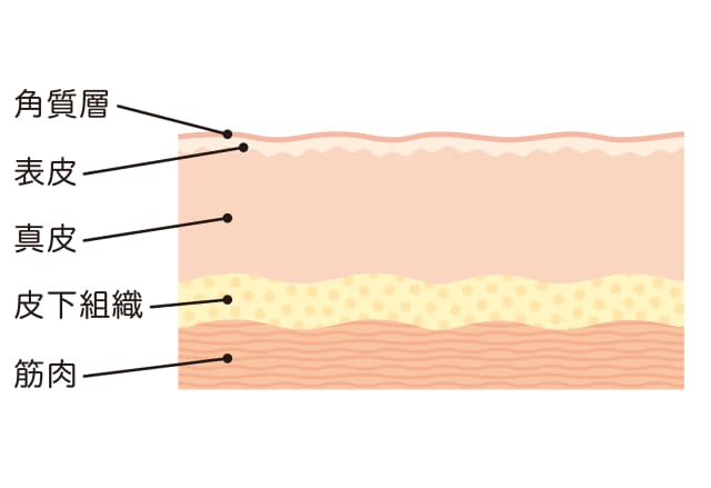 肌の深部まで再生